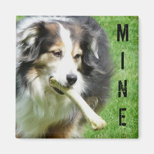 MINE! Australian Shepherd Magnet Magneet