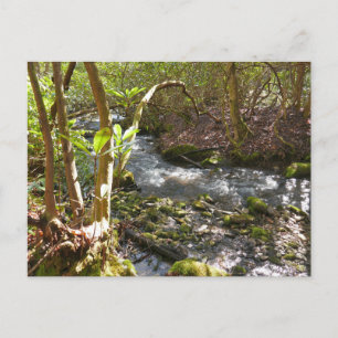 Mingus Creek in de Smoky Mountains Briefkaart