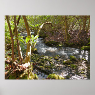 Mingus Creek in de Smoky Mountains Poster