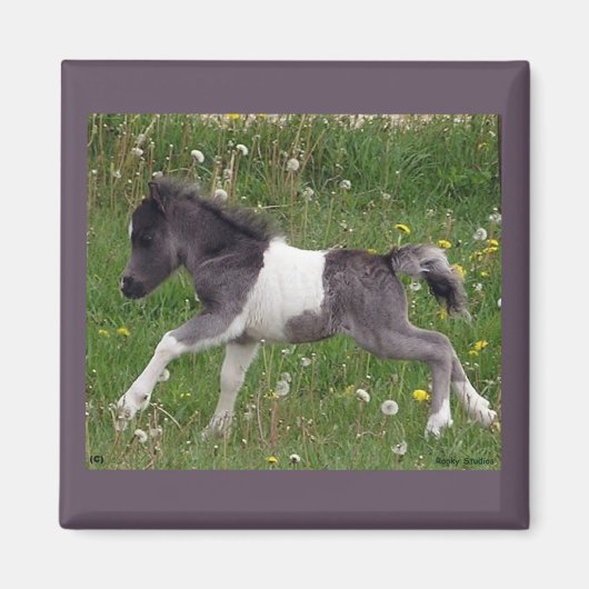 Mini aimant à cheval (Devant)