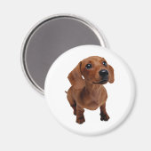 Mini aimant Dachshund (Recto/Verso)