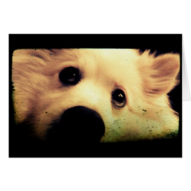 Mini American Eskimo (Voorkant Horizontaal)