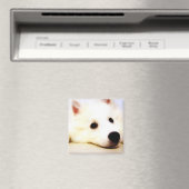 Mini American Eskimo Magneet (Insitu (Vaatwasser))