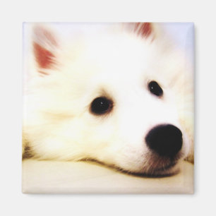 Mini American Eskimo Magneet