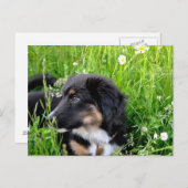 Mini Australian Shepherd Postkarte Briefkaart (Voorkant / Achterkant)