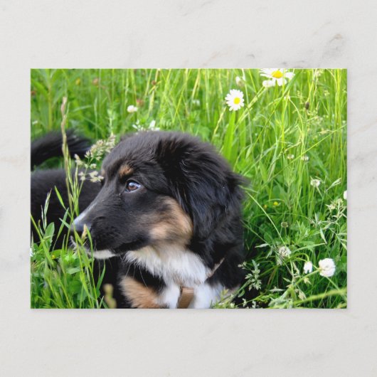 Mini Australian Shepherd Postkarte Briefkaart (Voorkant)