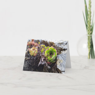 mini-cactus in een boomstam kaart