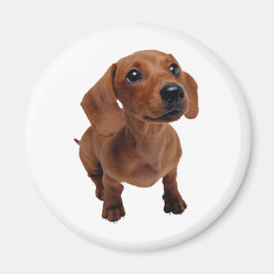Mini Dachshund Magneet