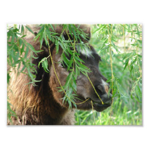 Mini Filly Being Onery Foto Afdruk