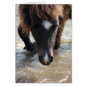 Mini Filly Va Se Baigner (Devant)