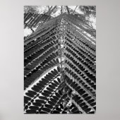 mini folhas - P&B Poster (Voorkant)