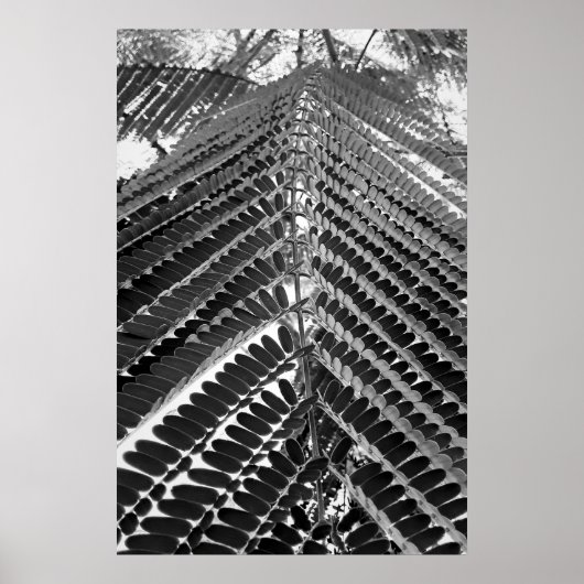 mini folhas - P&B Poster (Voorkant)