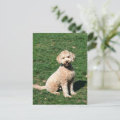 Mini Goldendole puppy briefkaart (Staand voorkant)