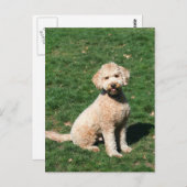 Mini Goldendole puppy briefkaart (Voorkant / Achterkant)