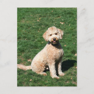 Mini Goldendole puppy briefkaart