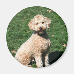 Mini Goldendole puppy magnet Magneet