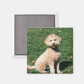 Mini Goldendoodle chiot aimant (Recto/Verso)