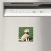 Mini Goldendoodle chiot aimant (In Situ (Lave-vaisselle))