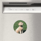 Mini Goldendoodle chiot aimant (In Situ (Lave-vaisselle))