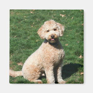 Mini Goldendoodle puppy magneet
