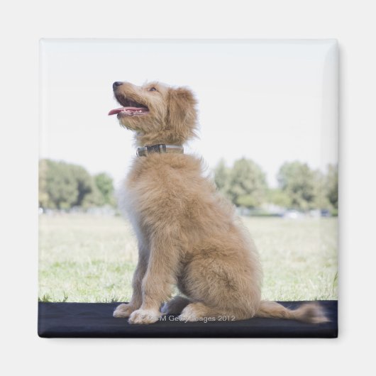 Mini gouden doodle magneet (Voorkant)