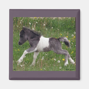 Mini Horse Magnet Magneet