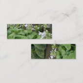 Mini Hosta dans carte de visite du jardin 3 de zen un (Devant / Derrière)