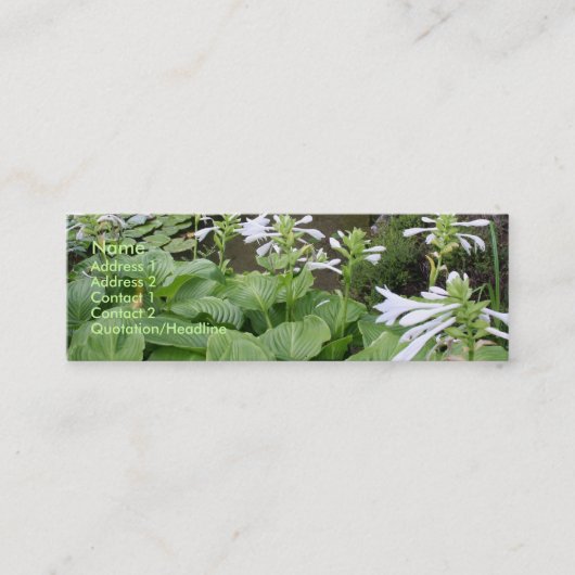 Mini Hosta dans carte de visite du jardin 3 de zen un (Devant)