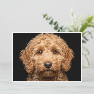 Mini Labradoodle op zwarte achtergrond geïsoleerd Kaart