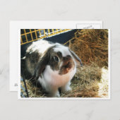Mini Lop Pet Rabbit Briefkaart (Voorkant / Achterkant)