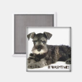 Mini magnet Schnauzer (Recto/Verso)