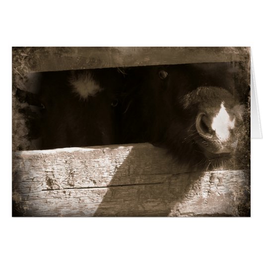 Mini-neus over Gate (Voorkant Horizontaal)