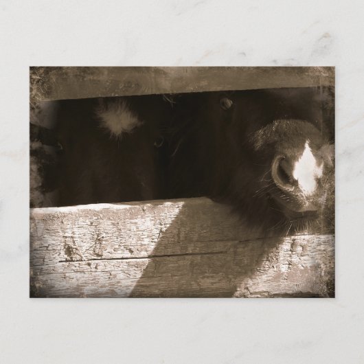 Mini-neus over Gate Briefkaart (Voorkant)