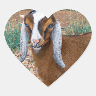 Mini Nubian Dairy Goat Kind met Blauwe Ogen Hart Sticker