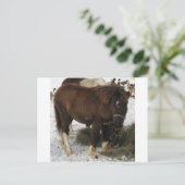 mini-paard briefkaart (Staand voorkant)