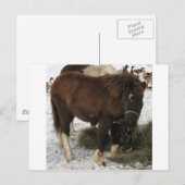 mini-paard briefkaart (Voorkant / Achterkant)