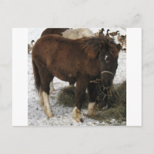 mini-paard briefkaart