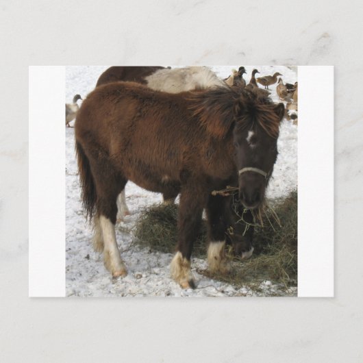 mini-paard briefkaart (Voorkant)