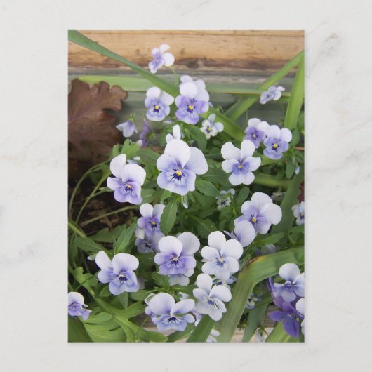 Mini Paarse Violets Flowers Briefkaart (Voorkant)