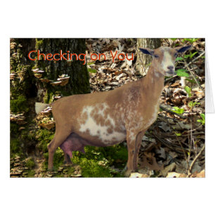 Mini personnaliser de chèvre de daine de laiterie