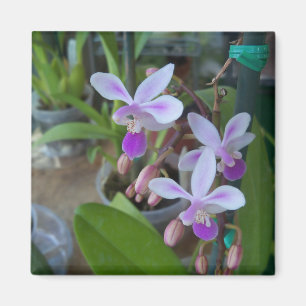 mini Phal-orchideeën Magneet