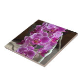 Mini Phalaenopsis Sogo Vivien Paarse orchideebloem Tegeltje (Zijkant)