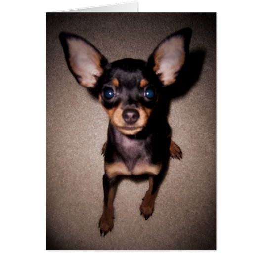 mini pinscher. (Voorkant)