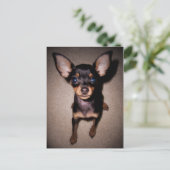 mini pinscher. briefkaart (Staand voorkant)