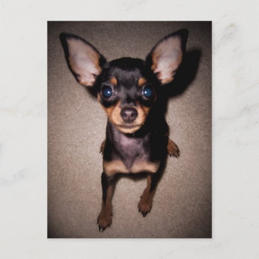 mini pinscher. briefkaart (Voorkant)