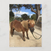 Mini Pony au Camping Grounds Carte postale (Devant)