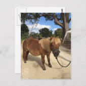 Mini Pony op het Briefkaart Kampeergronden (Voorkant / Achterkant)