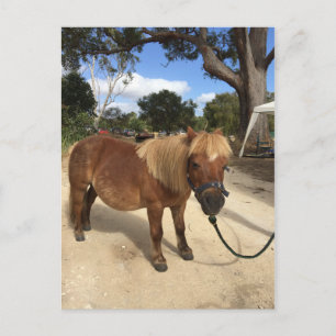 Mini Pony op het Briefkaart Kampeergronden