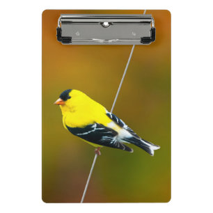 Mini Porte-bloc American Goldfinch - Photo originale