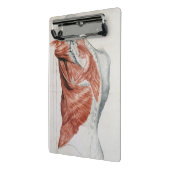 Mini Porte-bloc Anatomie humaine ; Muscles du torse et de l'épaule (Angle2)